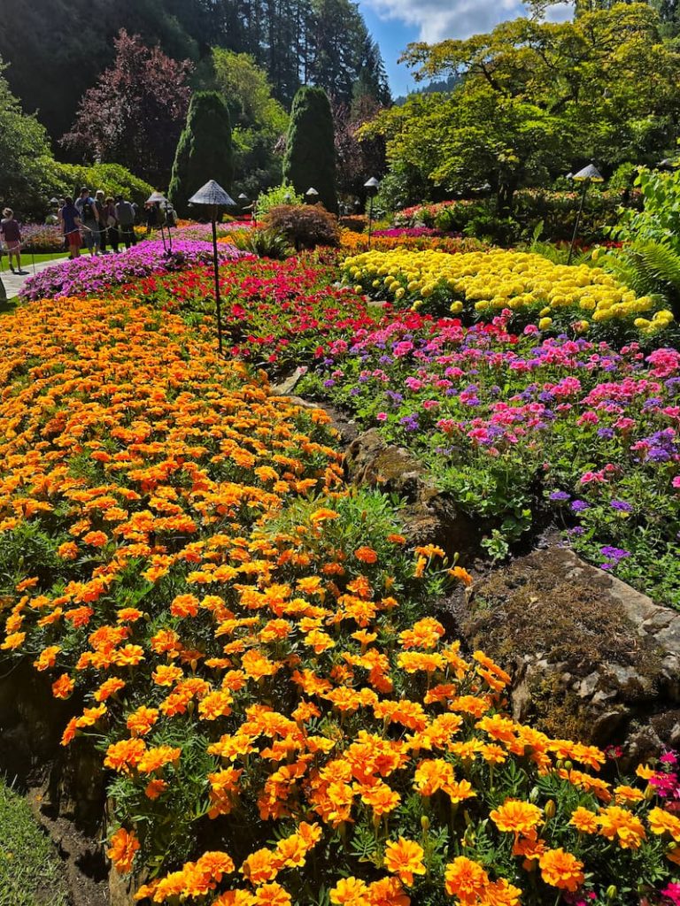 The Butchart Gardens Sunken Garden with vibrant summer flowers blooming