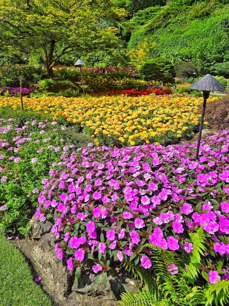 The Butchart Gardens flower beds with fuchsia impatiens and yellow zinnias