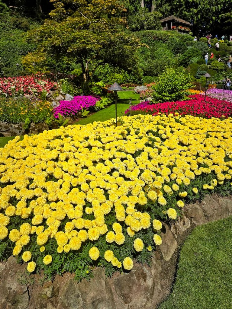 The Butchart Gardens yellow zinnias