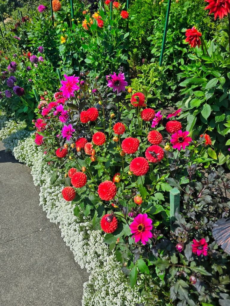 red and fuchsia dahlias growing along the garden borders