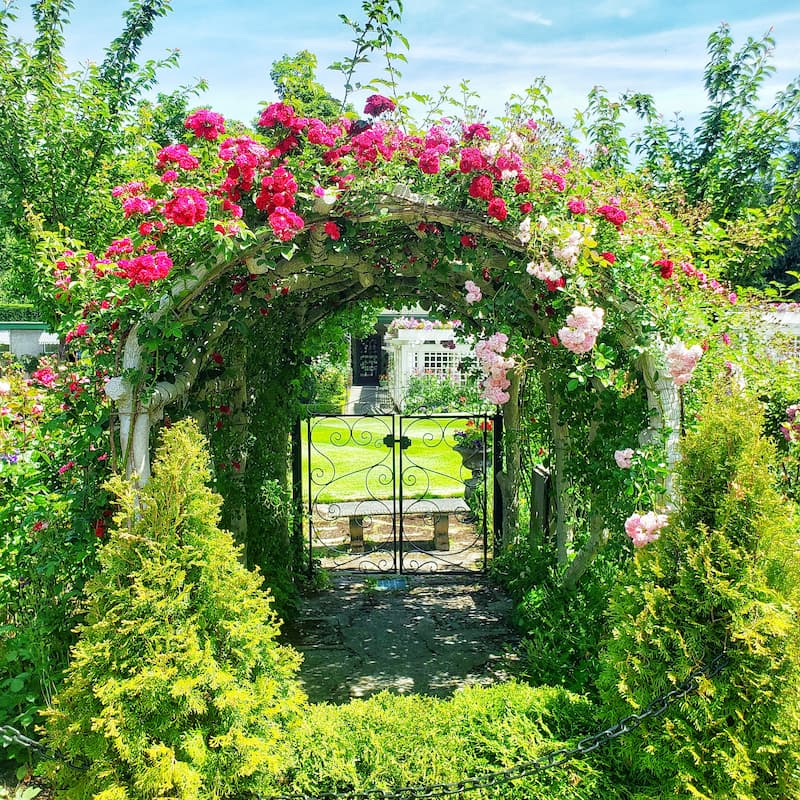 an arbor with climbing roses