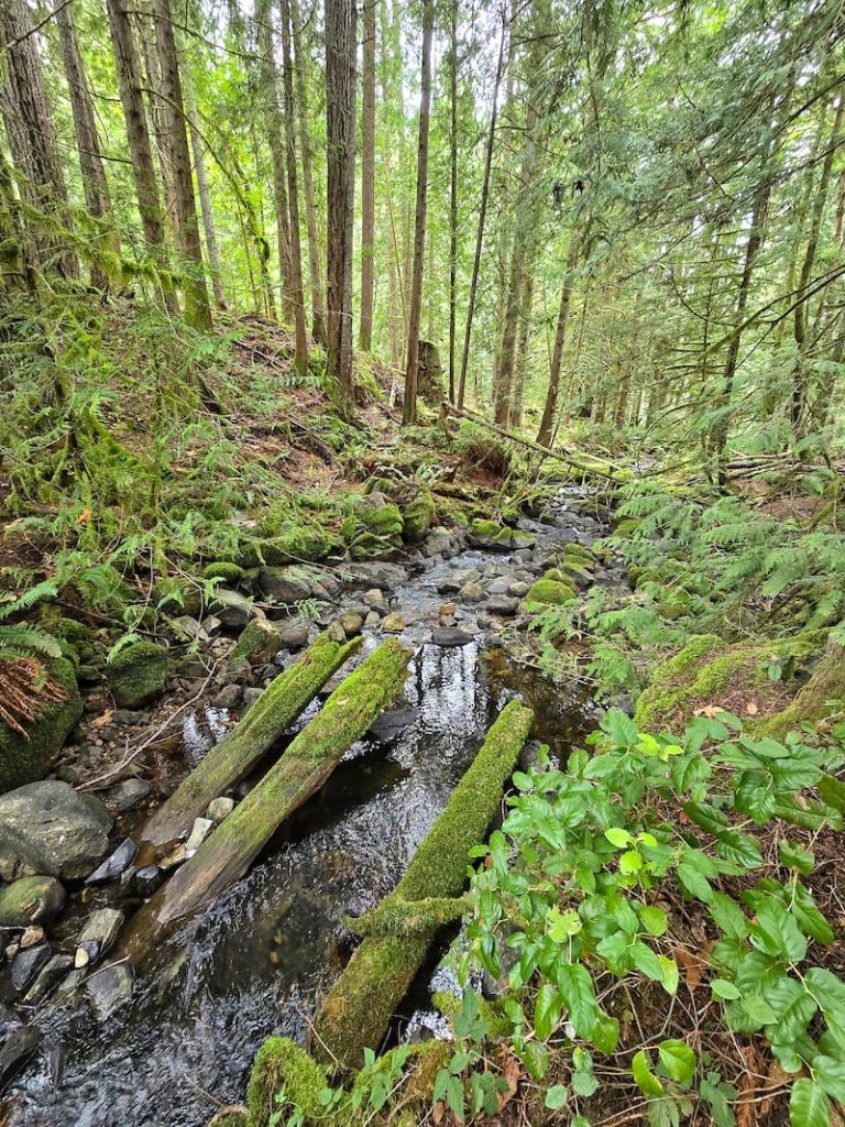 stream in the woods