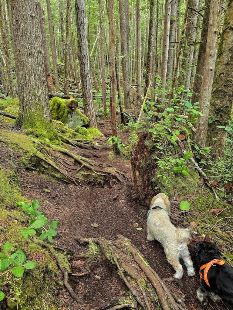 dogs walking the trails