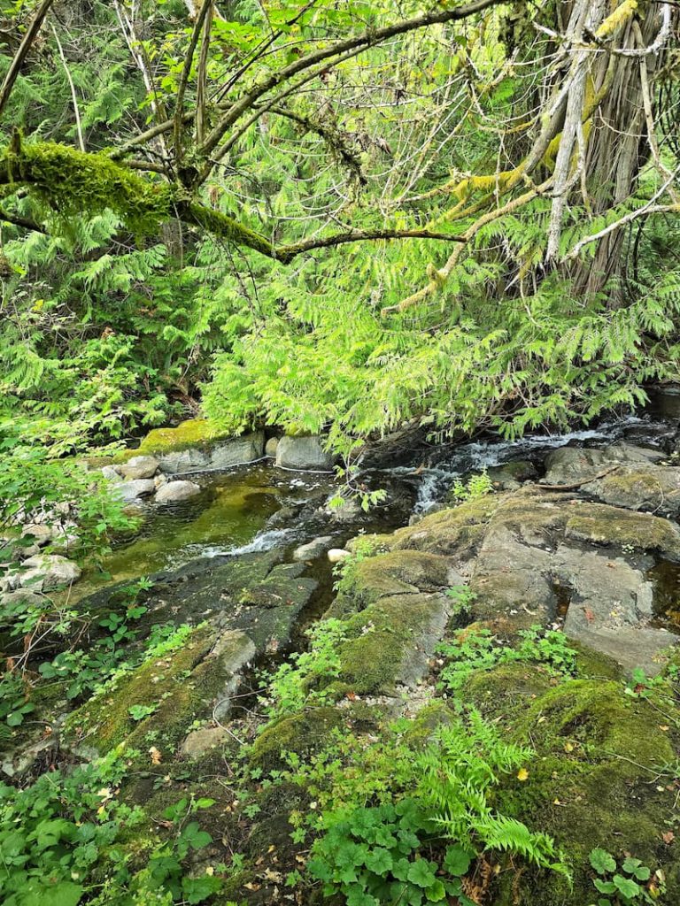 a stream in the woods