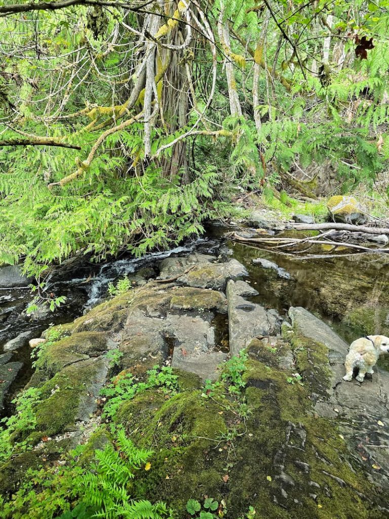 rocks and a stream in the woods