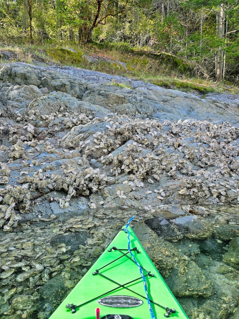 walls of oysters in Tenedos Bay