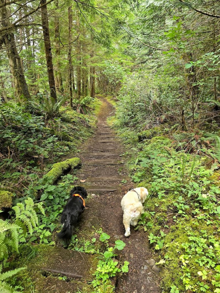 Jax and Ollie dogs walking the hiking trails