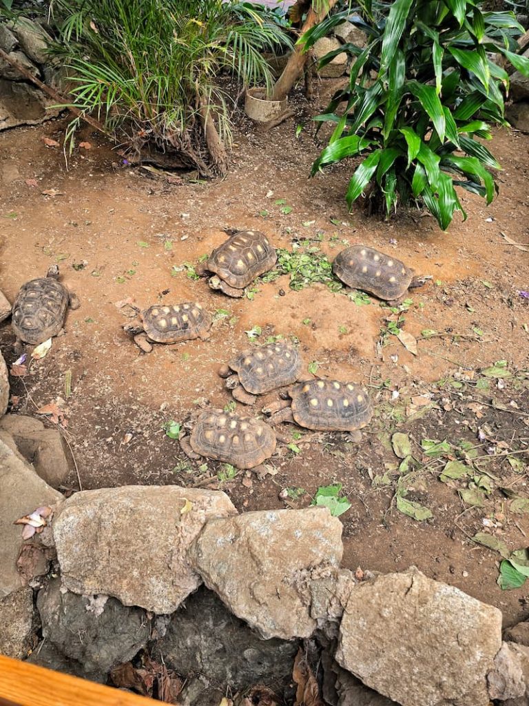 pond turtles