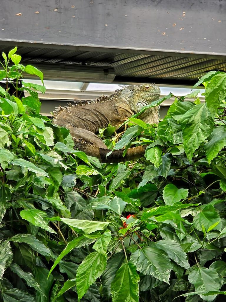 iguanas at the Victoria Butterfly Gardens