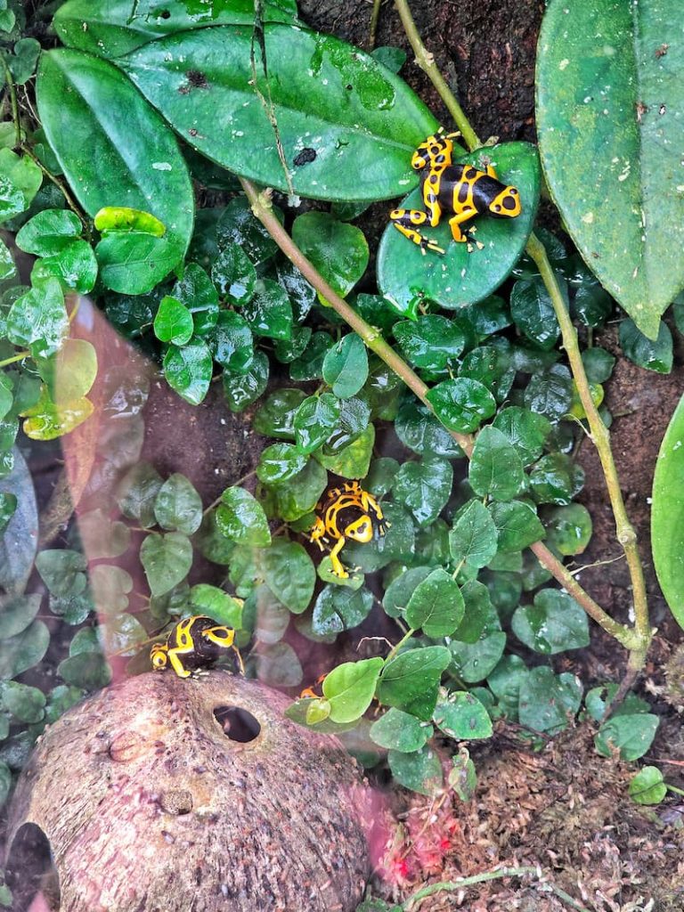 yellow and black poisonous dart frogs