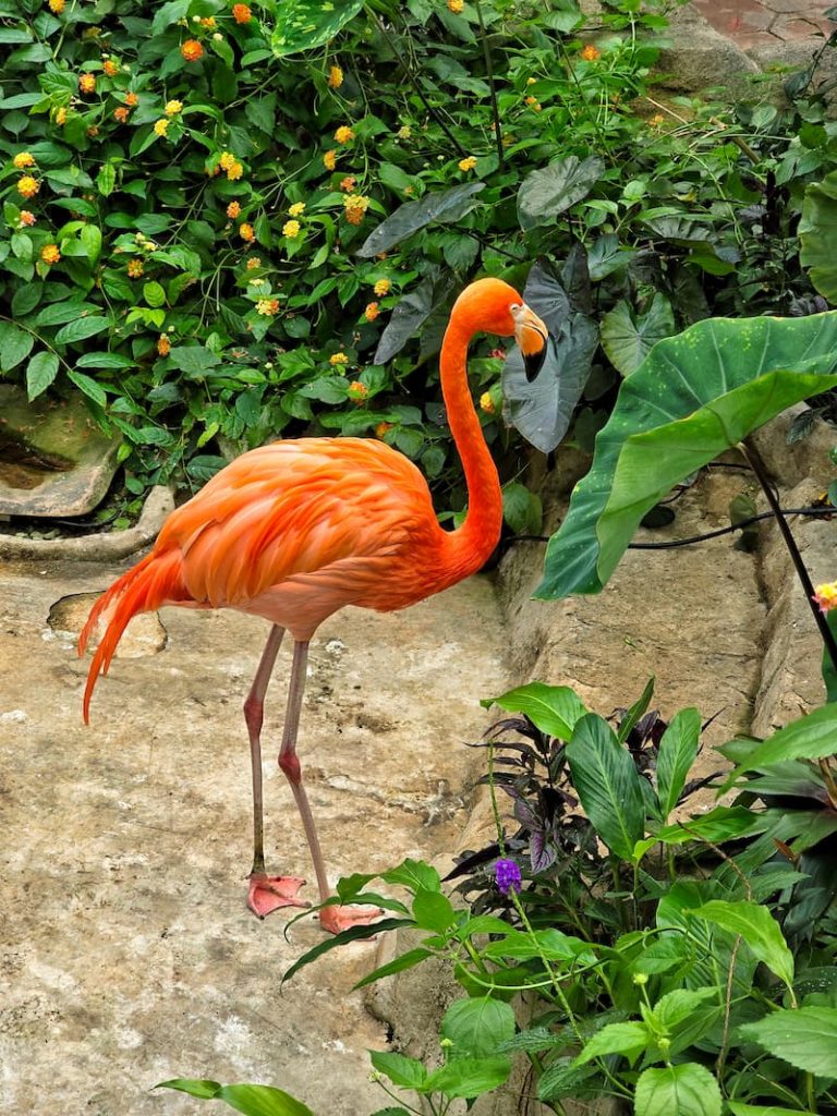 flamingo