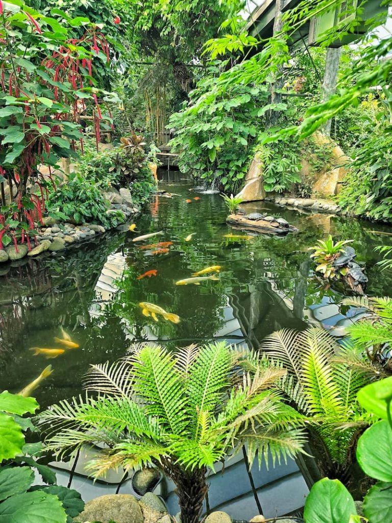 Victoria Butterfly gardens pond