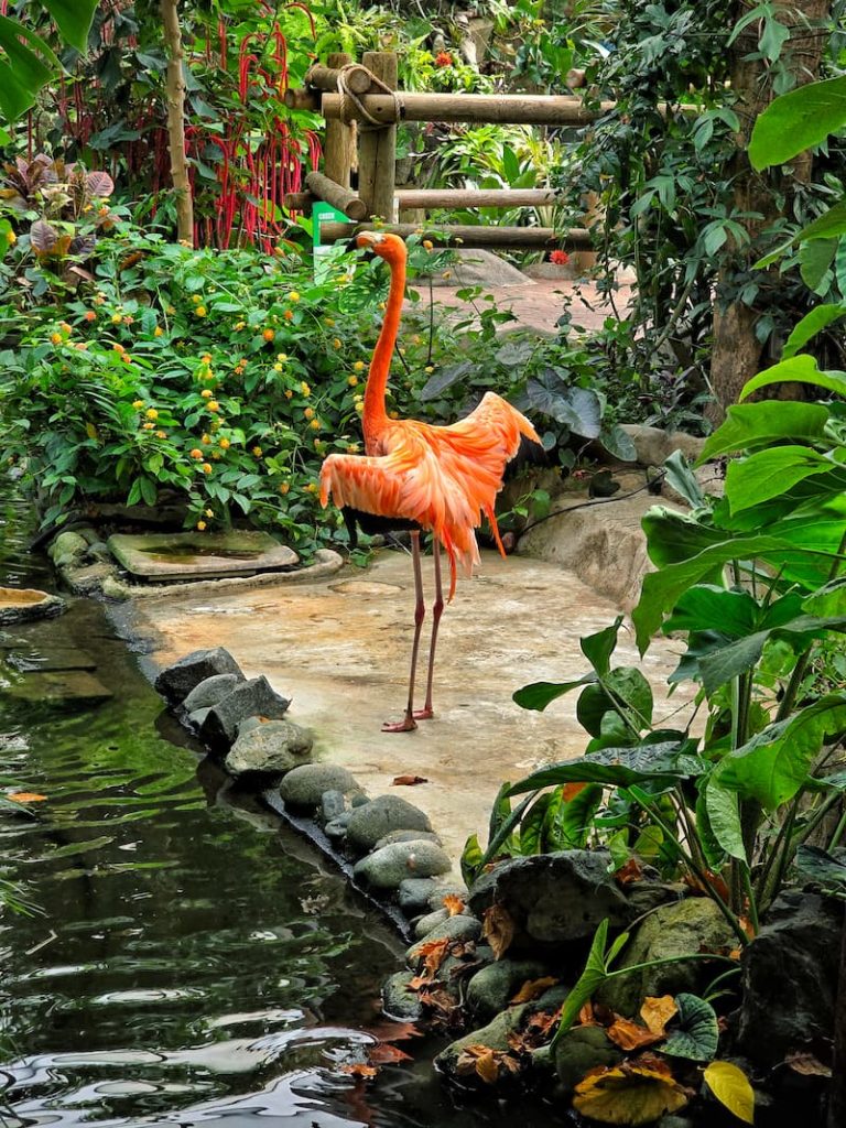 flamingo