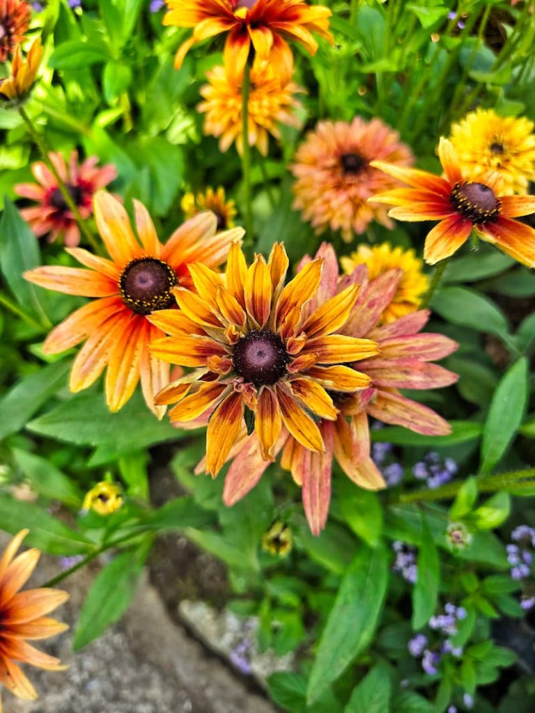 black-eyed Susans