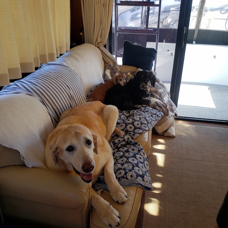 3 dogs on the boat couch