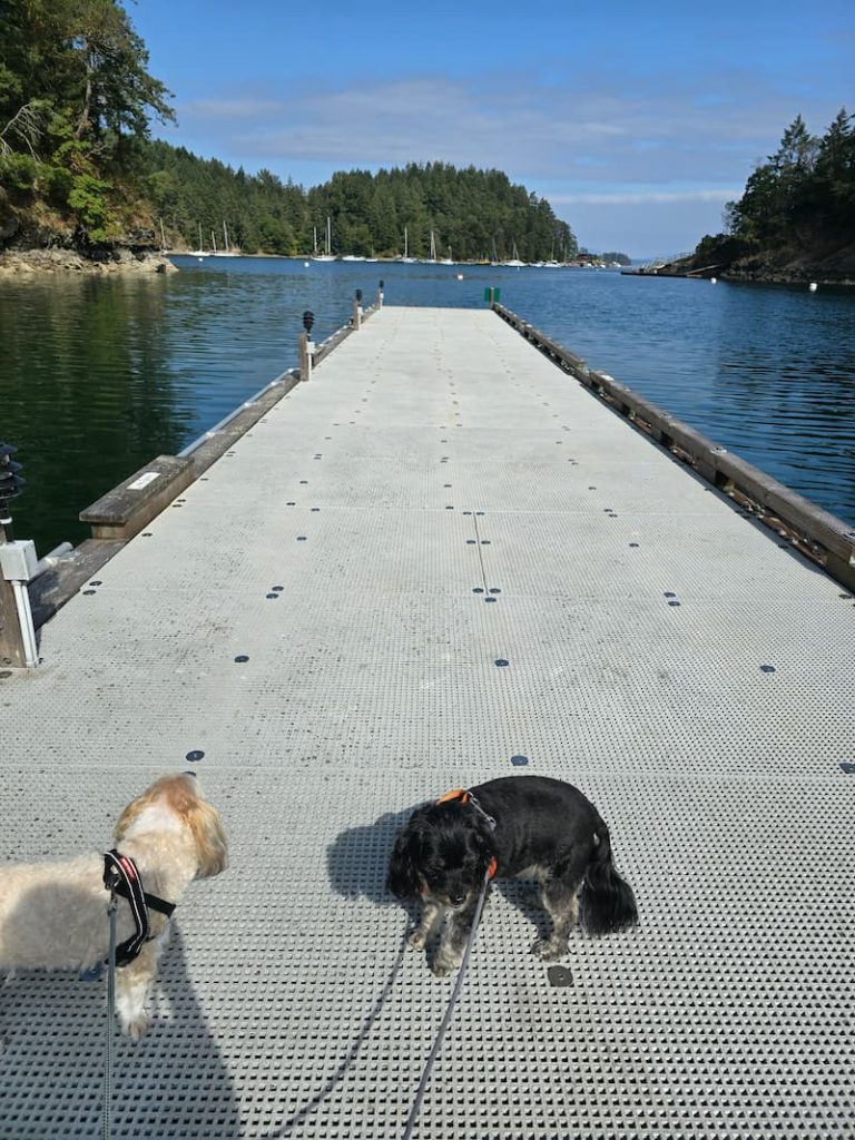 dinghy and float plane dock with dogs