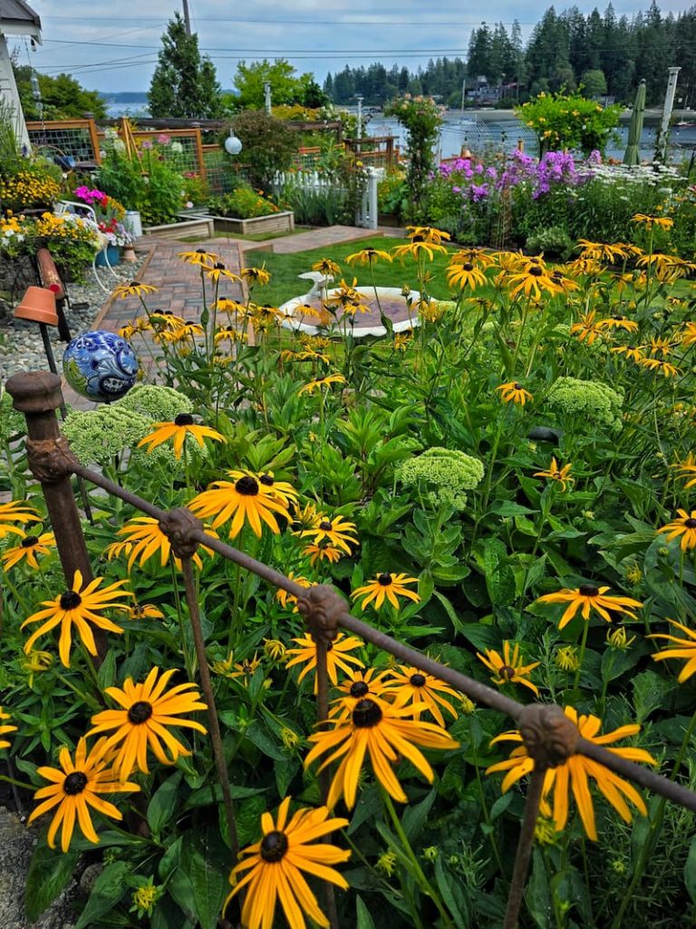 cottage garden with black-eyed susans