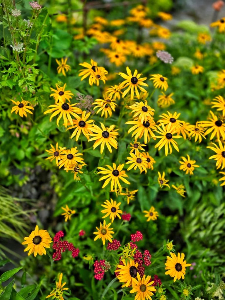 yellow black-eyed Susans in the garden