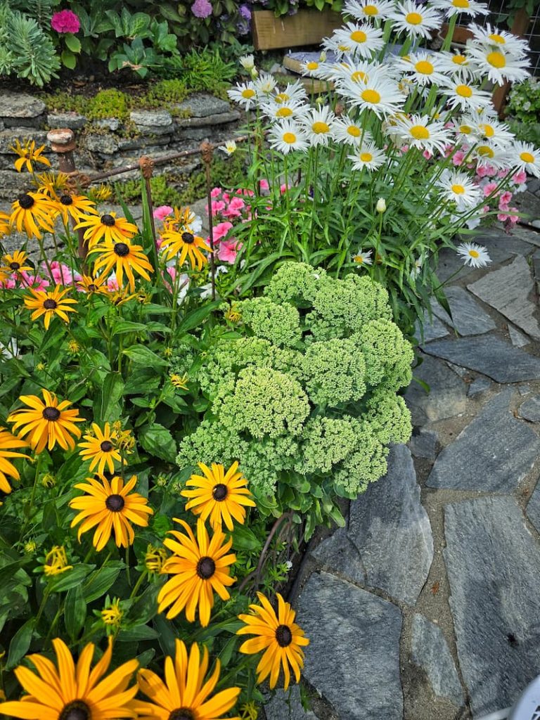 Sedum Autumn Joy and black-eyed Susans growing in the cottage garden