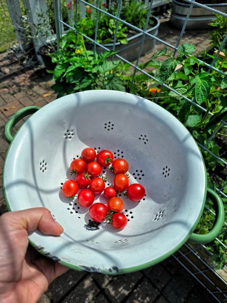 colander with harvested cherry tomatoes