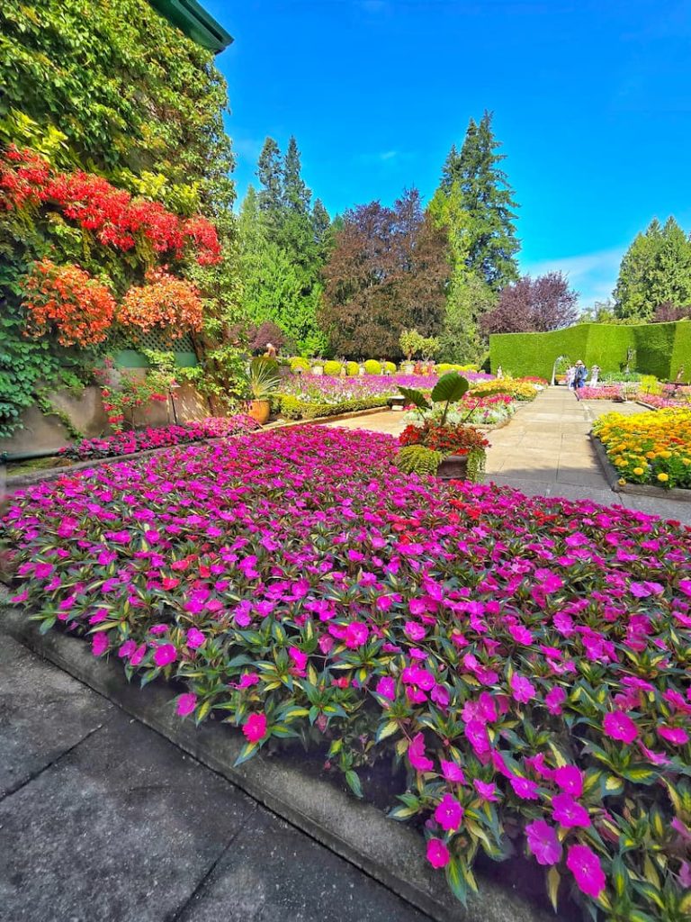 fuchsia impatiens growing in the garden beds