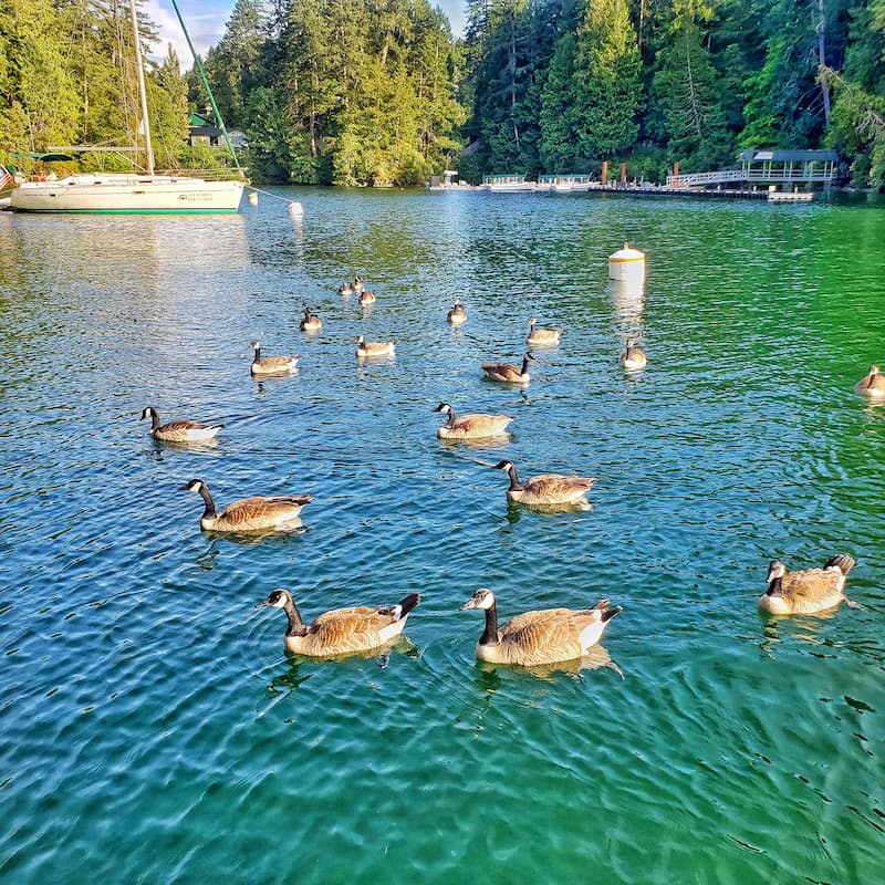 geese in the water in front of the Butchart Gardens