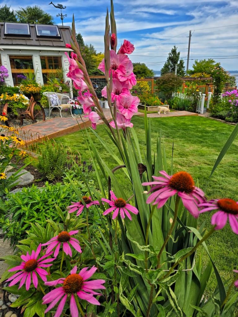 pink gladiolus and purple coneflower in the summer garden