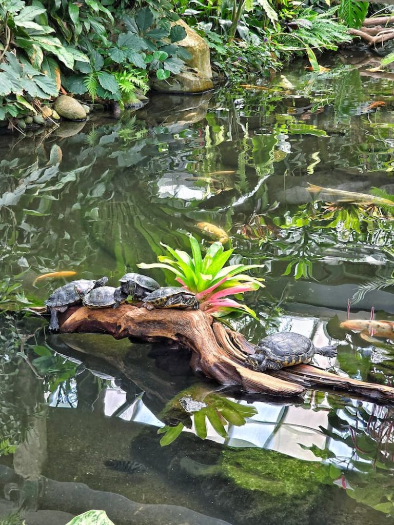 pond turtles