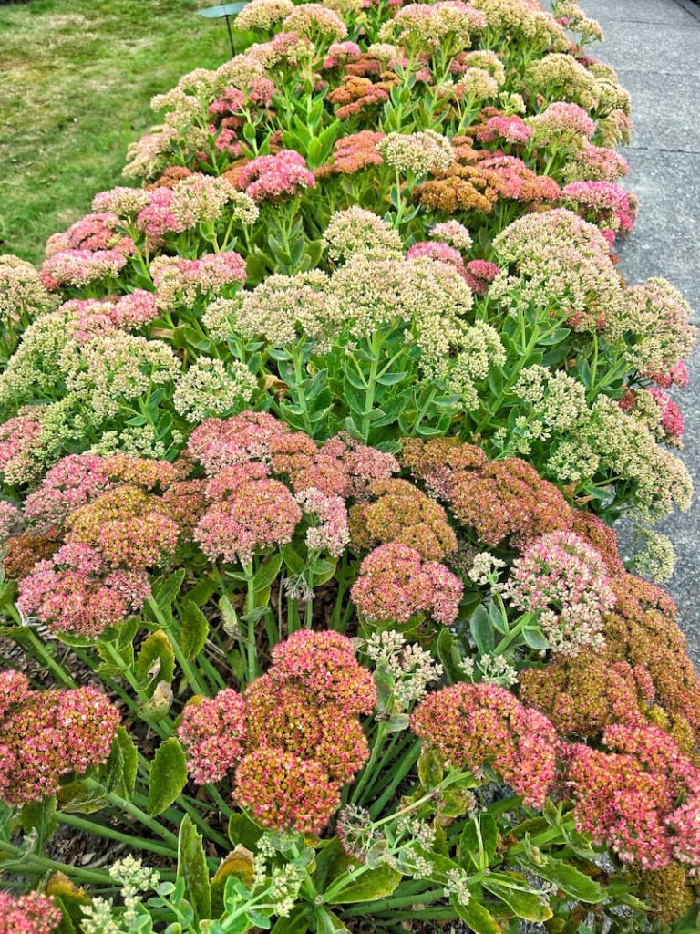 Sedum Autumn Joy