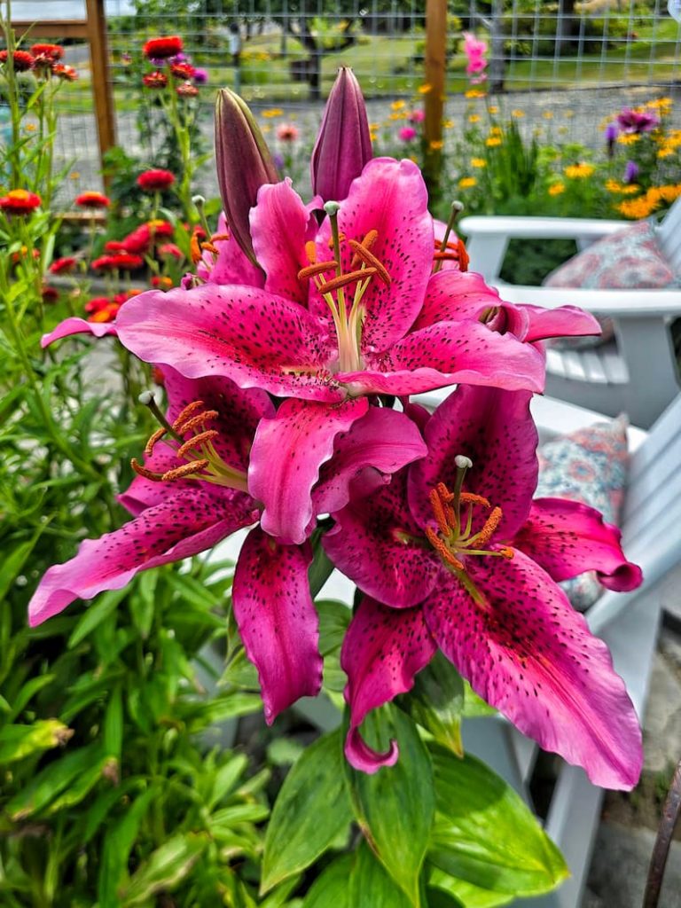 pink stargazer lilies in the summer garden