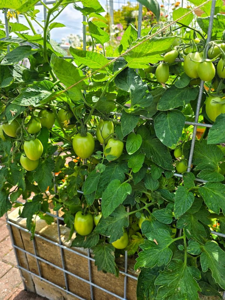 green tomatoes on the vine in the garden