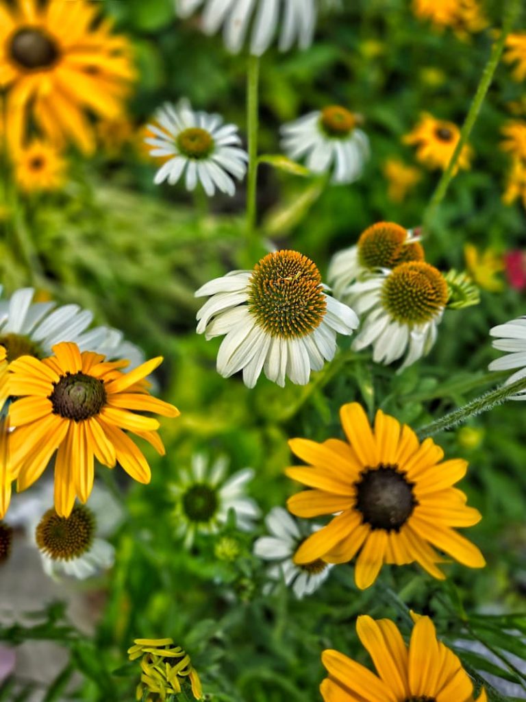 black-eyed Susans and white conflowers