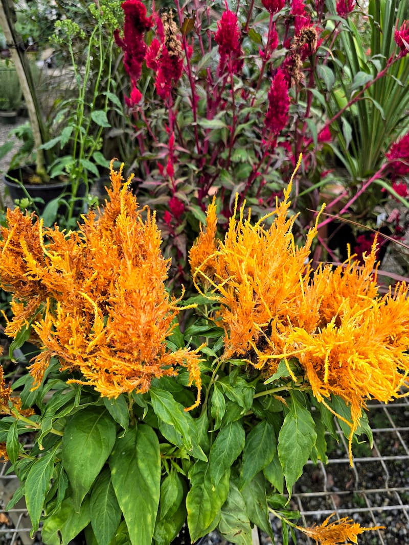 Gold and burgundy celosia plumes
