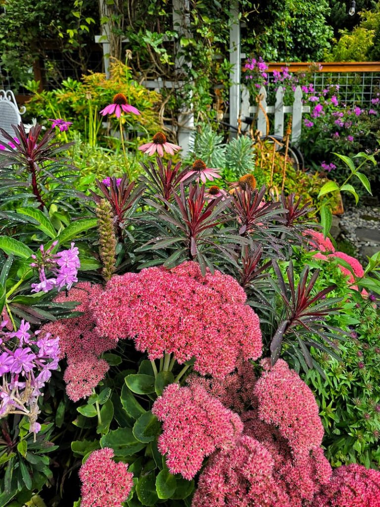 sedum autumn joy and coneflower