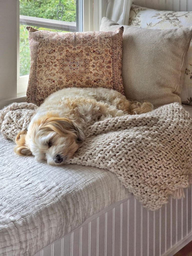 cream dog laying on a chunky throw blanket and fall pillows