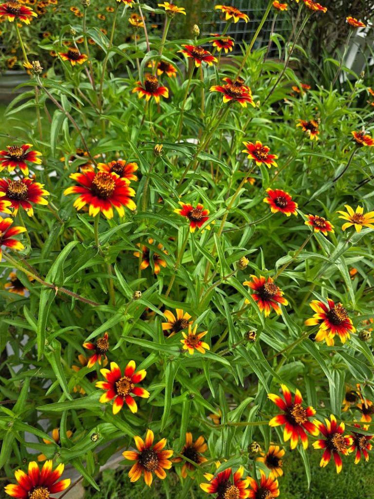 Persian carpet zinnias