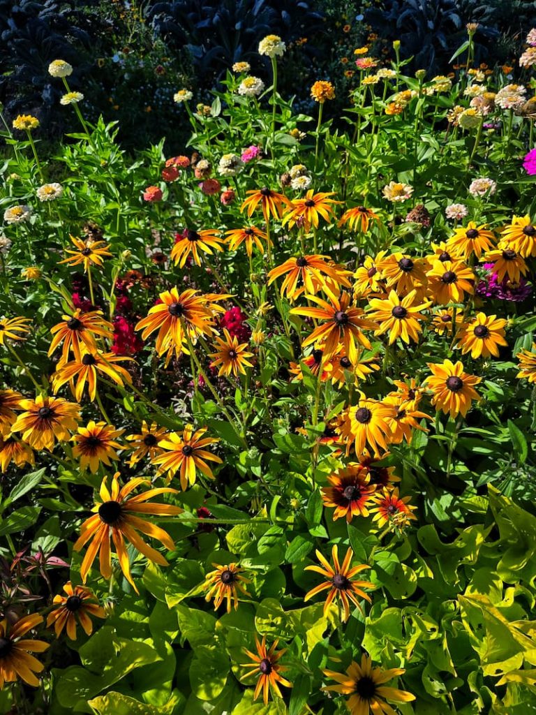 black-eyed Susans