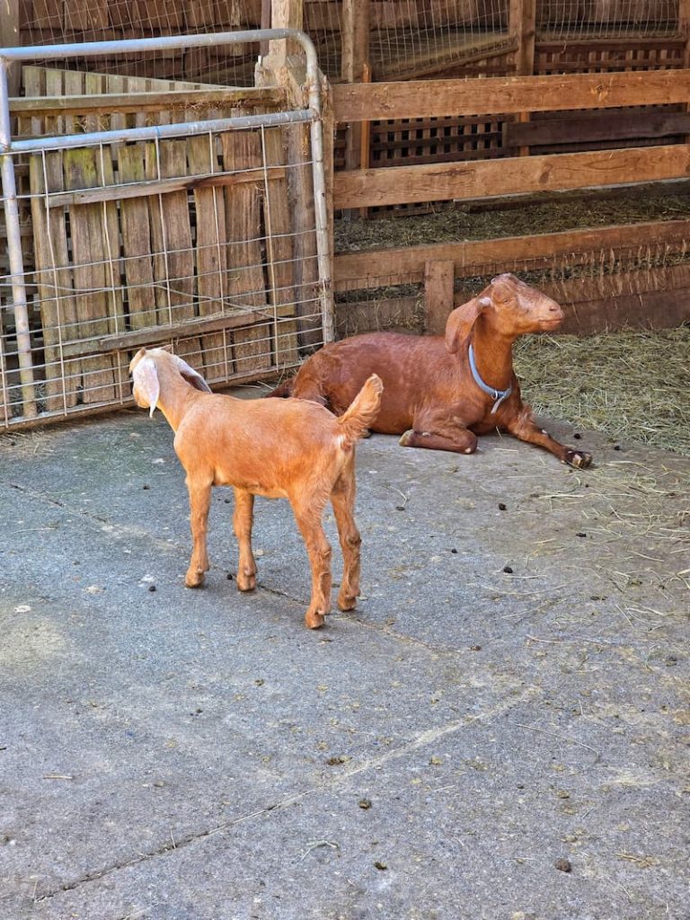 Salt Spring Cheese Shop with goats