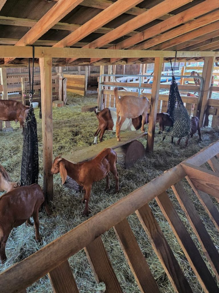 Salt Spring Cheese Shop with goats