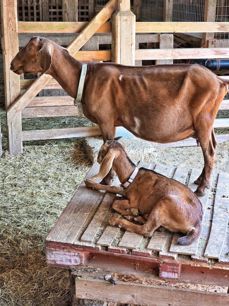 Salt Spring Cheese Shop with goats