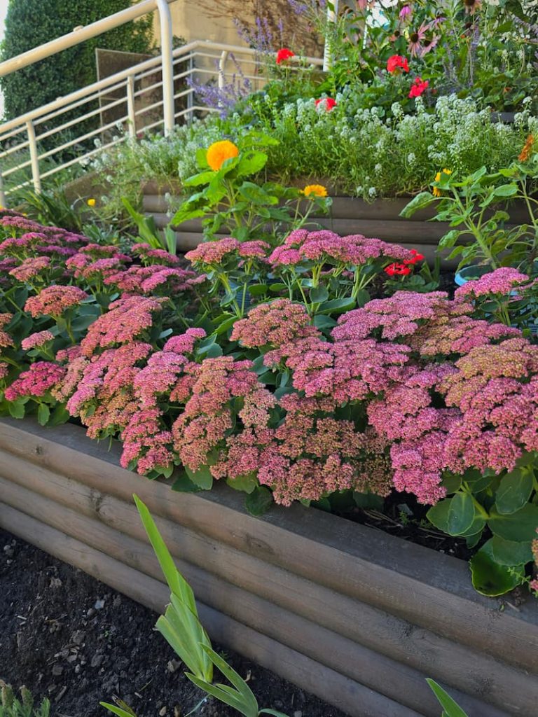 dusty rose sedum autumn joy growing in raised beds