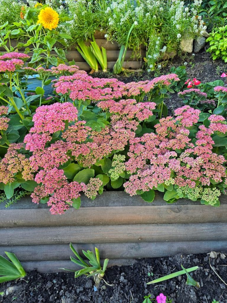 sedum autumn joy in the garden