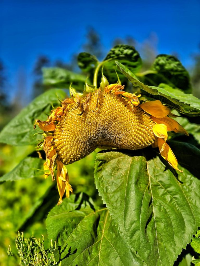 sunflower in the garden