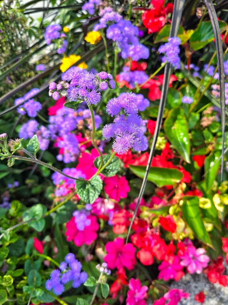 ageratum and impatiens in Vancouver B.C.