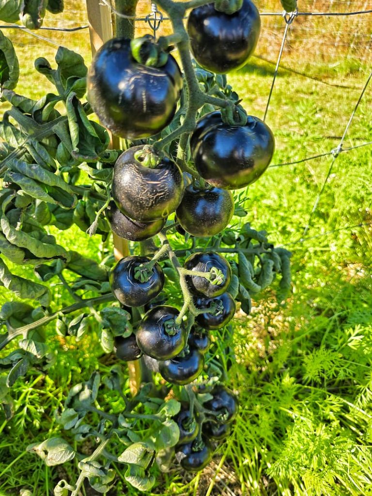 black tomatoes