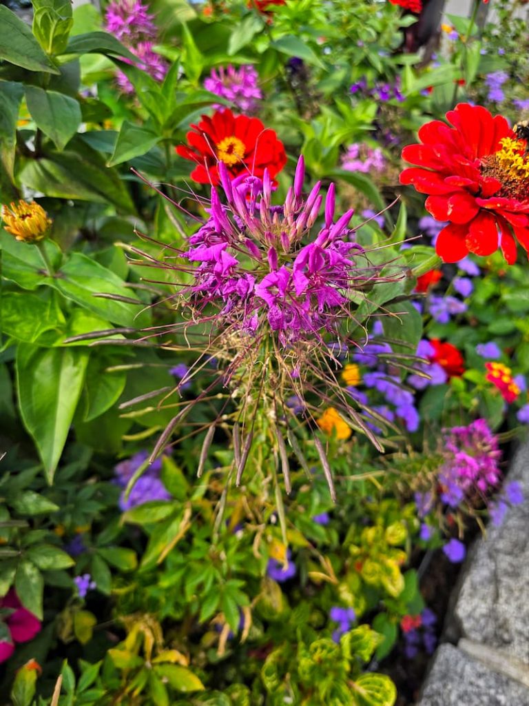 fall flower containers in Vancouver, B.C. Canada