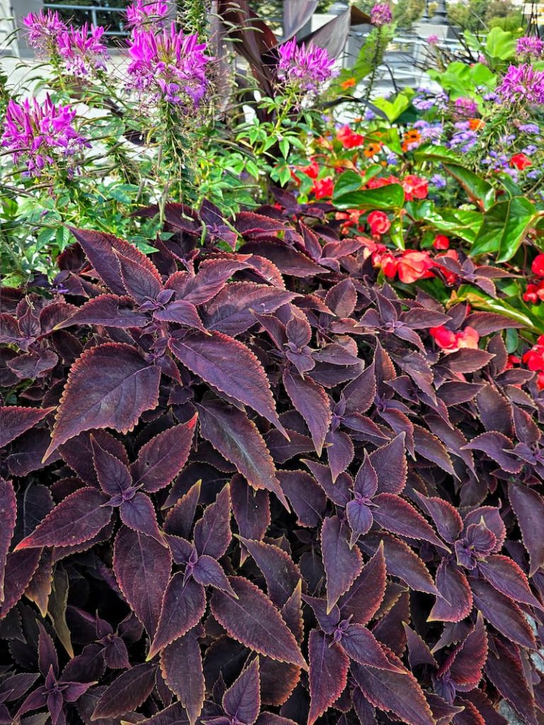 fall flower containers in Vancouver, B.C. Canada