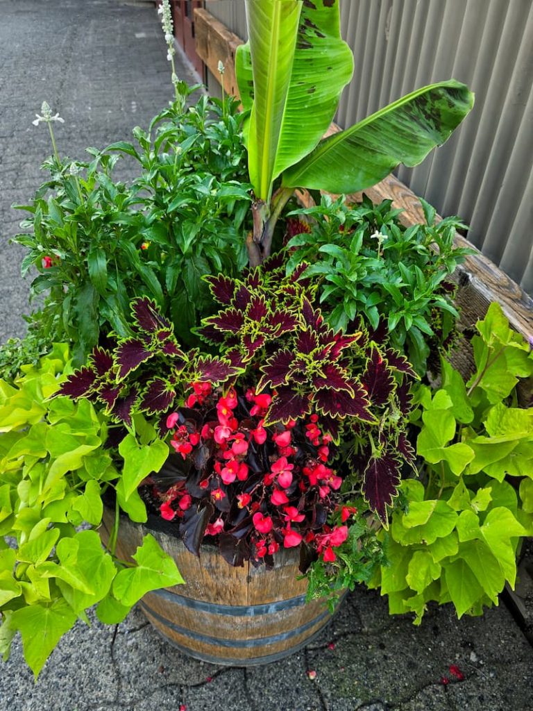 fall flower containers in Vancouver, B.C. Canada