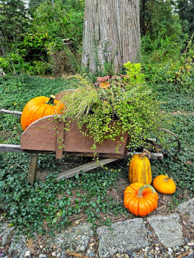 rustic wheelbarrow with pumpkins and grasses