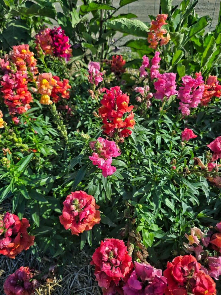 jewel colored snapdragons